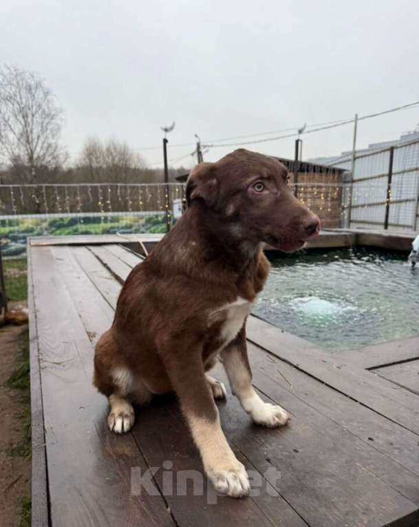 Собаки в других городах Владимирской области: Малыш Мартин в добрые руки Мальчик, Бесплатно - фото 2