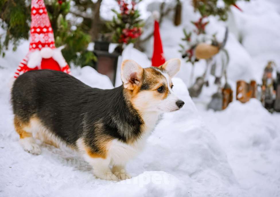 Собаки в Новосибирске: Вельш Корги Пемброк Джуди Хопс Девочка, 65 000 руб. - фото 5