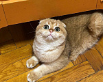 Кошки в Сергиеве Посаде: Чистокровный шотландский котенок с отличной родословной Девочка, 30 000 руб. - фото 4