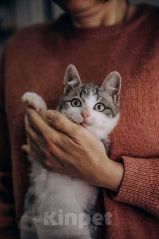 Кошки в Москве: Степан ищет дом!  Мальчик, Бесплатно - фото 5