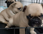 Собаки в Уфе: Открыта бронь на чистокровных щенков французского бульдога Мальчик, 40 000 руб. - фото 2
