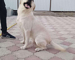 Собаки в Прохладном: Лабрадор вязка, 5 000 руб. - фото 1