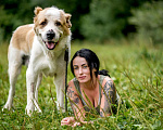 Собаки в Видном: Сафир ждет семью Мальчик, Бесплатно - фото 4