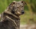 Собаки в Москве: Эрика ищет дом Девочка, Бесплатно - фото 2