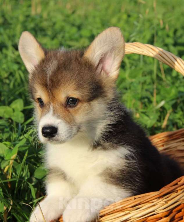 Собаки в Санкт-Петербурге: Малыш ищет семью. Мальчик, 45 000 руб. - фото 1