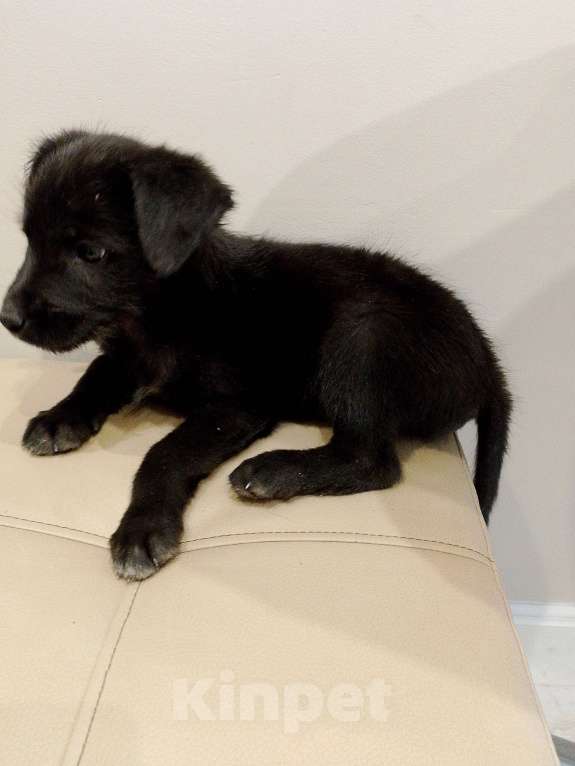 Собаки в Москве: Щенок в добрые руки Мальчик, Бесплатно - фото 2