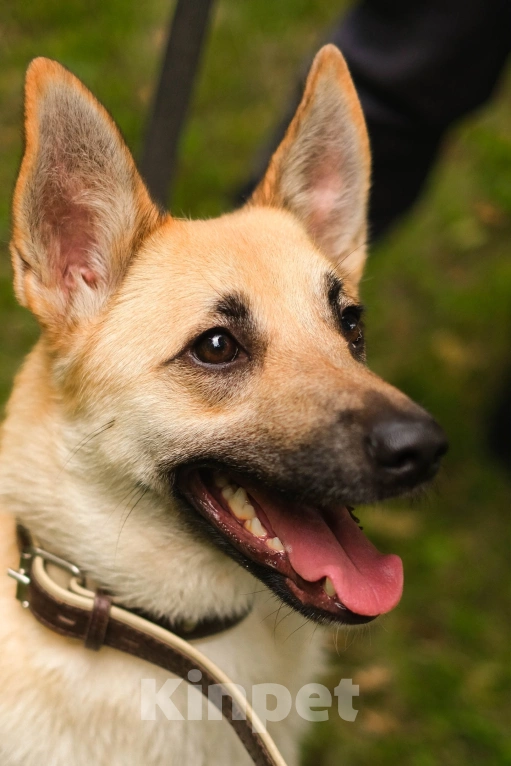 Собаки в Санкт-Петербурге: Собаки из приюта: смышлёная Катрин Девочка, Бесплатно - фото 9