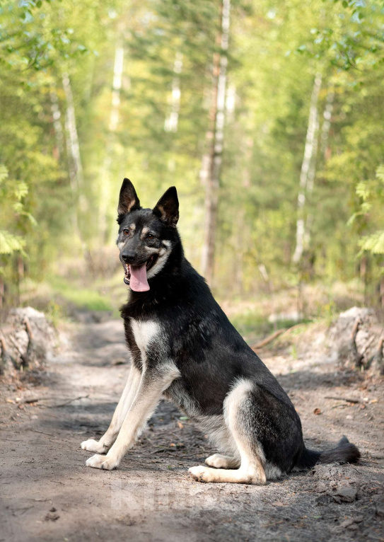 Собаки в Москве: Ляля - умная, добрая, ласковая малышка. Девочка, Бесплатно - фото 2