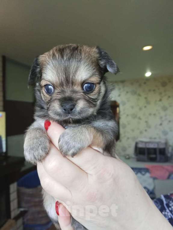 Собаки в Волгограде: Девочка соболиного окраса Девочка, 40 000 руб. - фото 1