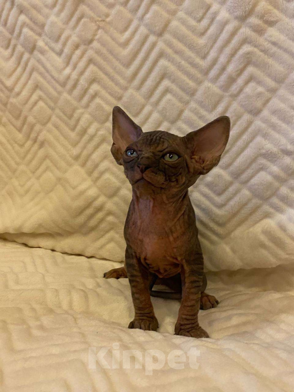 Кошки в Москве: Котёнок канадского сфинкса  Мальчик, 55 000 руб. - фото 1