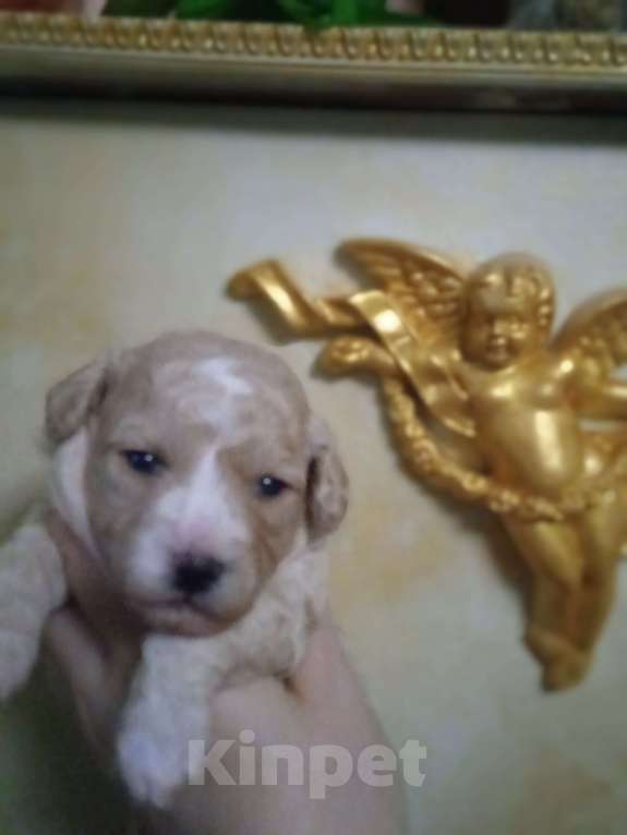 Собаки в Ярославле: Девочка Девочка, Бесплатно - фото 2