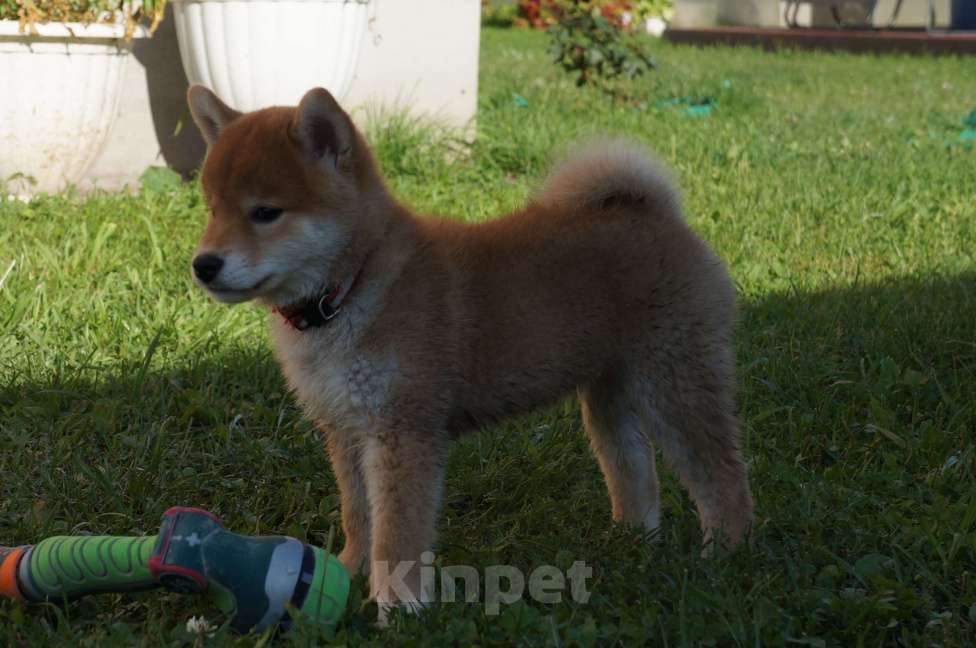 Собаки в других городах Московской области: Щенки Сиба-Ину (девочка с красным ошейником) Девочка, 100 000 руб. - фото 4