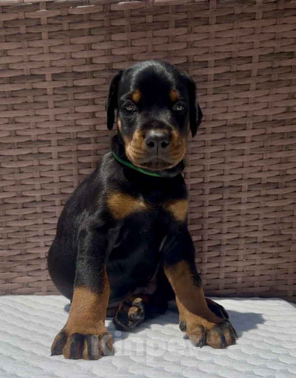 Собаки в Севастополе: Щенки добермана питомник РКФ FCI Мальчик, 80 000 руб. - фото 4
