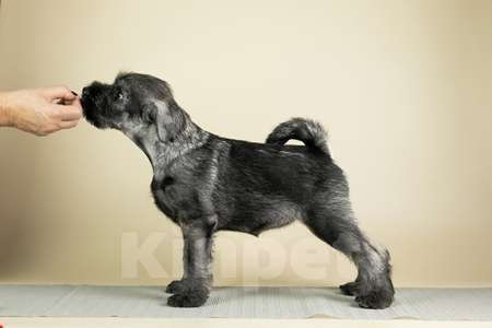 Собаки в Нижнем Новгороде: Щенок Шнауцера (миттельшнауцера) Девочка, 50 000 руб. - фото 2