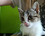 Кошки в Краснодаре: Котенок в добрые руки Девочка, Бесплатно - фото 5