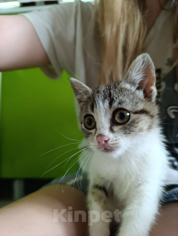 Кошки в Краснодаре: Котенок в добрые руки Девочка, Бесплатно - фото 5