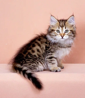 Сибирский котик Наум