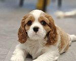 Собаки в Санкт-Петербурге: Кавалер Кинг Чарльз спаниель Мальчик, 100 руб. - фото 5