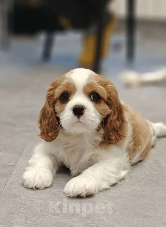 Собаки в Санкт-Петербурге: Кавалер Кинг Чарльз спаниель Мальчик, 100 руб. - фото 5