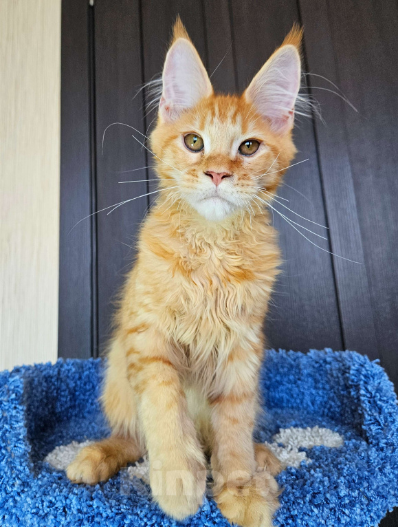 Кошки в других городах Московской области: Котенок Мейн-кун Мальчик, 40 000 руб. - фото 3