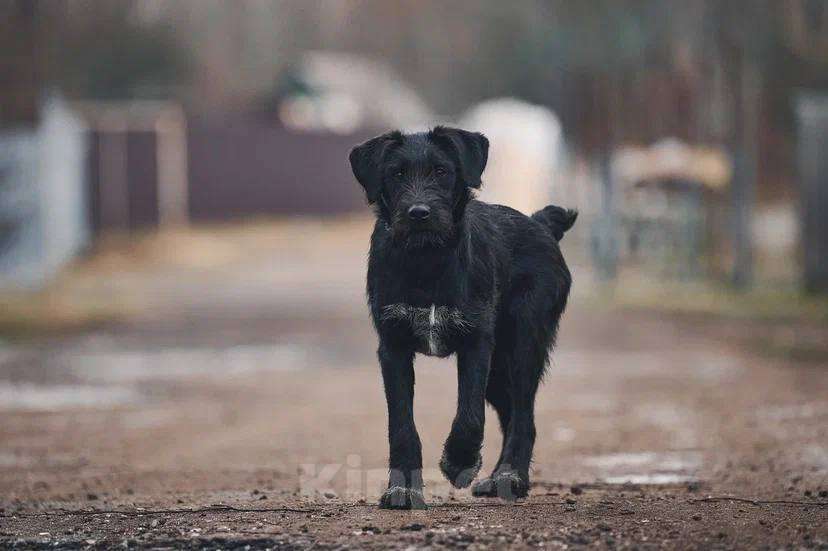 Собаки в Лосином-Петровском: Ненси якутенок Девочка, Бесплатно - фото 3