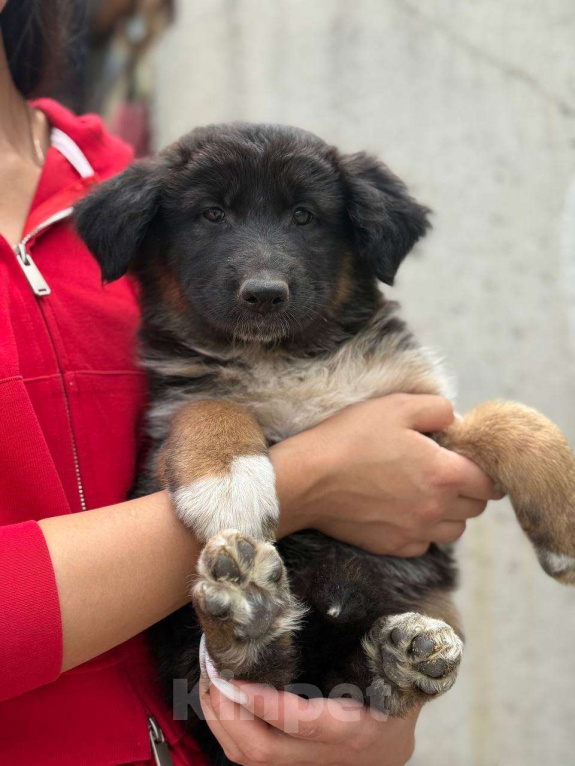 Собаки в Казани: Щенок немецкой овчарки  Девочка, 20 000 руб. - фото 2