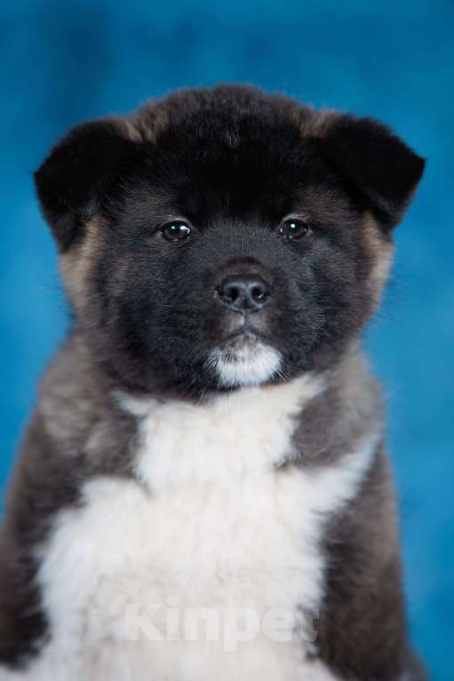 Собаки в других городах Московской области: Кобель Американской Акиты Мальчик, 35 000 руб. - фото 2