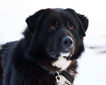 Собаки в Москве: Крупная собака ищет семью Мальчик, Бесплатно - фото 6