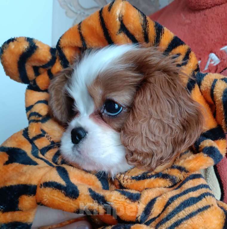 Собаки в Раменском: Щенок кавалер псыночек Мальчик, 80 000 руб. - фото 1