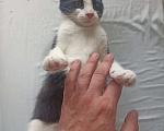 Кошки в Санкт-Петербурге: Отдам в хорошие руки кота Мальчик, 10 руб. - фото 6