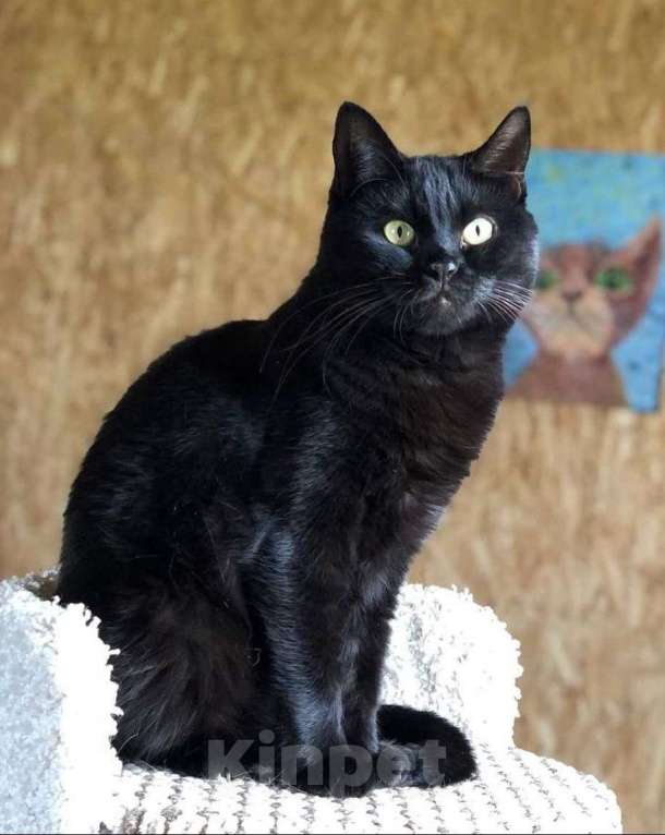 Кошки в Москве: Черная кошечка ищет дом Девочка, Бесплатно - фото 3