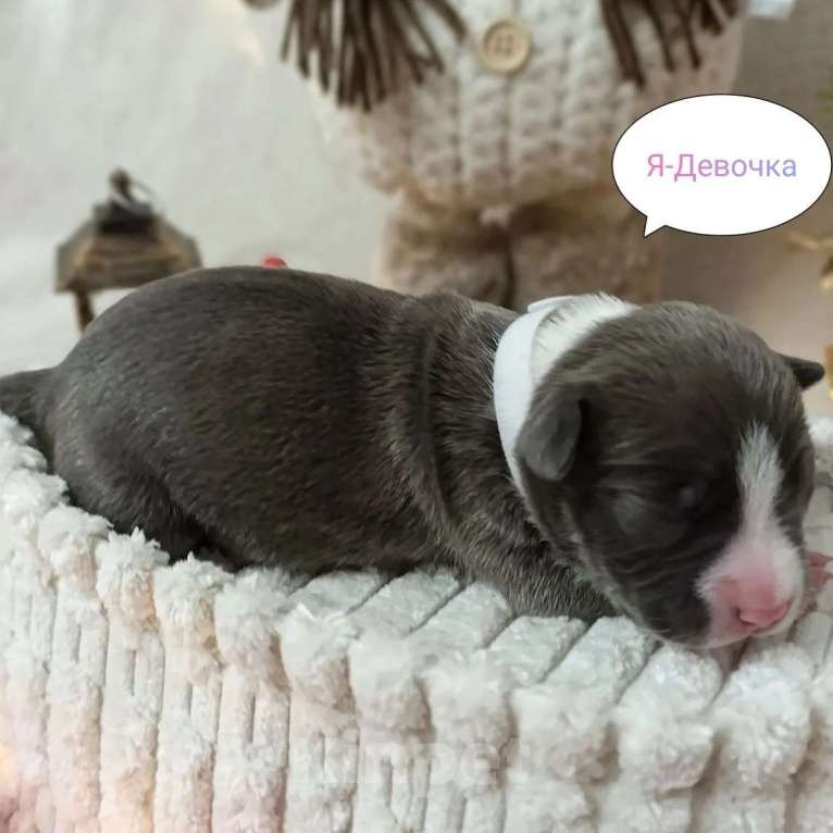 Собаки в Липецке: Щенки. Голубой амстафф.  Девочка, 80 000 руб. - фото 3