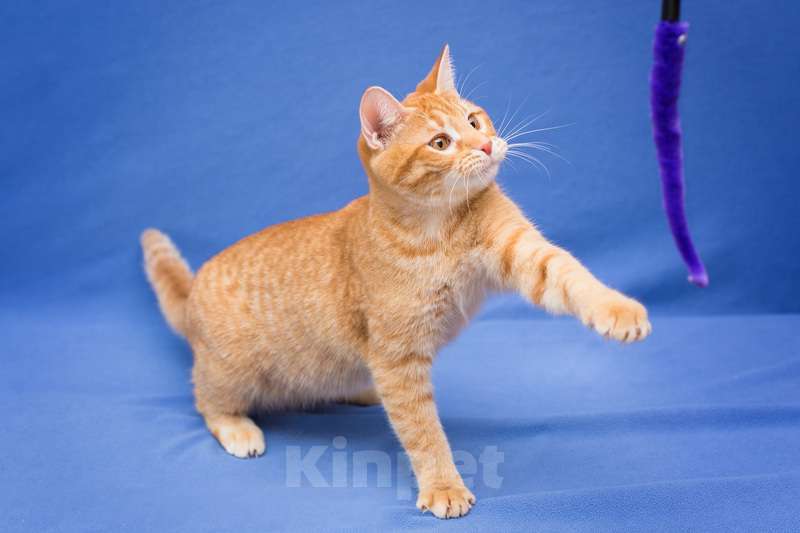 Кошки в Москве: Рыжий котенок Чери в добрые руки Девочка, 1 руб. - фото 2