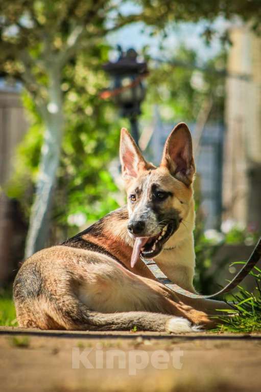 Собаки в Москве: Красавчик, метис овчарки Рэкс в дар Мальчик, 1 руб. - фото 4