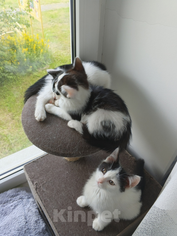 Кошки в Жуковском: Котенок девочка с мусорки Девочка, Бесплатно - фото 10