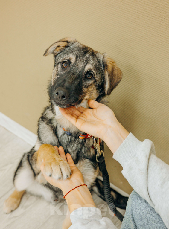 Собаки в Москве: Щенки бесплатно в Москве Мальчик, Бесплатно - фото 4