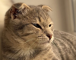 Кошки в Краснодаре: Котенок в добрые руки Мальчик, Бесплатно - фото 2