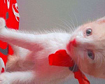 Кошки в Чебоксарах: Котенок Мальчик, 50 руб. - фото 3