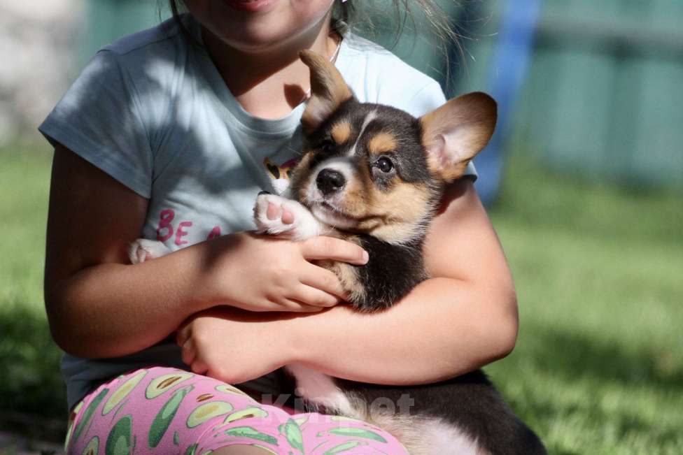 Собаки в Москве: Вельш корги кардиган-девочка Девочка, 50 000 руб. - фото 8