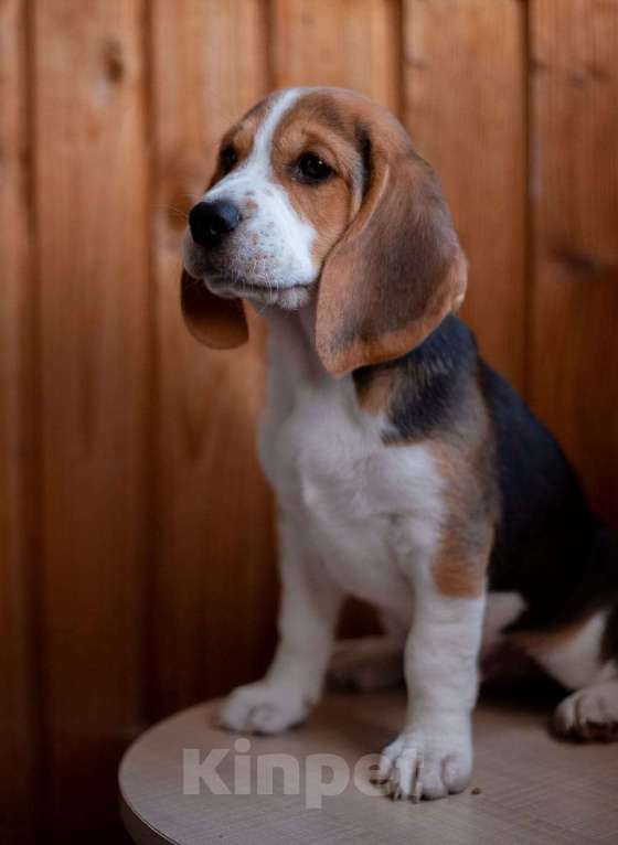 Собаки в Рязани: Щенки Бигль Мальчик, Бесплатно - фото 5