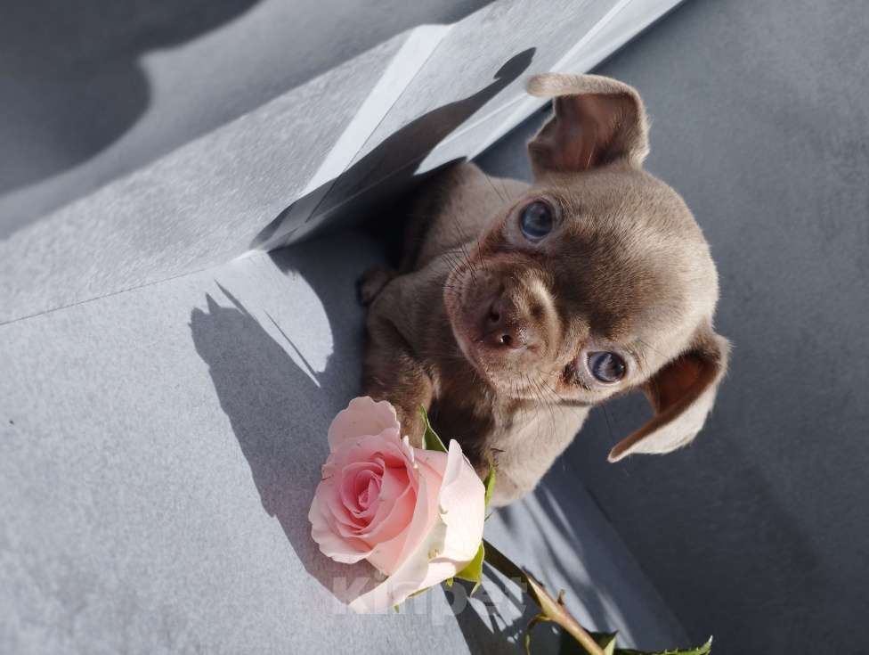 Собаки в Москве: Лиловая девочка щенки чихуахуа Девочка, 40 000 руб. - фото 1