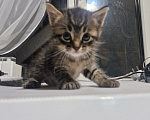 Кошки в Уфе: Котята в добрые руки Разнополые, Бесплатно - фото 2