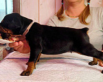 Собаки в других городах Московской области: Щенки доберамна Мальчик, 75 000 руб. - фото 6