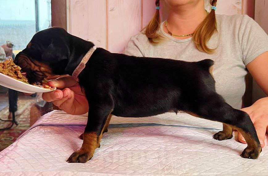Собаки в других городах Московской области: Щенки доберамна Мальчик, 75 000 руб. - фото 6