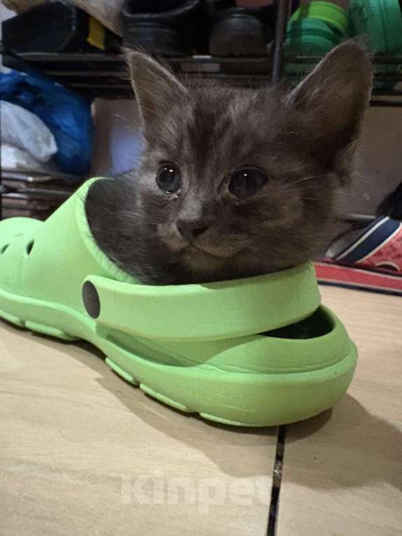 Кошки в других городах Воронежской области: Котята в добрые руки  Мальчик, Бесплатно - фото 1