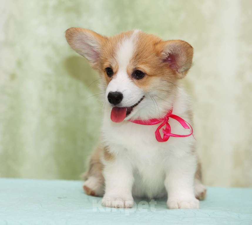 Собаки в Москве: Альмаре Феа Бриошь Девочка, 80 000 руб. - фото 4