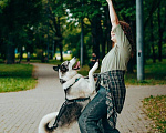 Собаки в Москве: Активный метис лайки ищет дом! Девочка, Бесплатно - фото 4