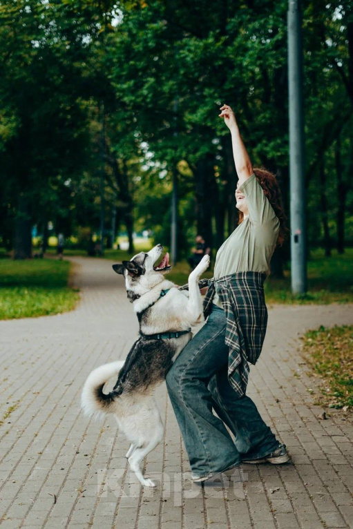 Собаки в Москве: Активный метис лайки ищет дом! Девочка, Бесплатно - фото 4