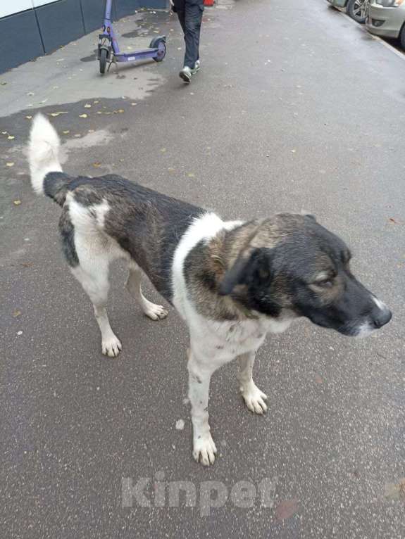 Собаки в Саратове: Нужен дом. Мальчик, 100 руб. - фото 2