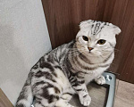 Кошки в Абакане: Вязка шотландский вислоухий, 1 руб. - фото 5